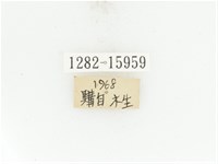 臺灣扇角金龜藏品圖，第2張