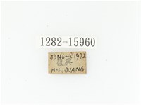 臺灣長鬚金龜藏品圖，第2張
