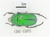 金艷騷金龜藏品圖，第1張