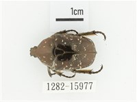 東方白點花金龜藏品圖，第1張