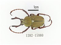 臺灣角金龜藏品圖，第1張