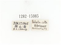 銅點花金龜藏品圖，第2張