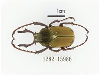 臺灣角金龜藏品圖，第1張