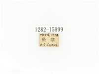 臺灣角金龜藏品圖，第2張