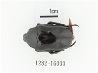 臺灣黑騷金龜藏品圖，第1張