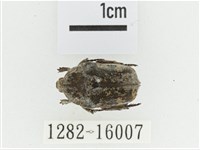 灰白點花金龜藏品圖，第1張