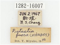 灰白點花金龜藏品圖，第2張