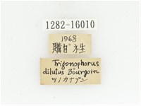 臺灣扇角金龜藏品圖，第2張