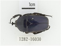 臺灣扇角金龜藏品圖，第1張