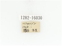 臺灣扇角金龜藏品圖，第2張