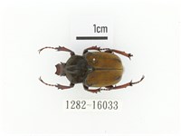 臺灣角金龜藏品圖，第1張