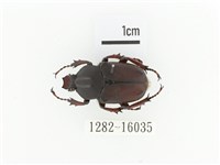 臺灣角金龜藏品圖，第1張