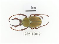 臺灣角金龜藏品圖，第1張