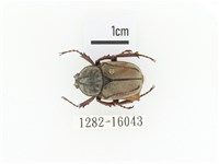 臺灣角金龜藏品圖，第1張