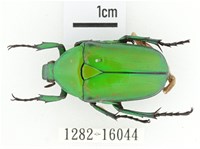 金艷騷金龜藏品圖，第1張