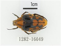 臺灣瘦花金龜藏品圖，第1張