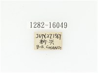 臺灣瘦花金龜藏品圖，第2張