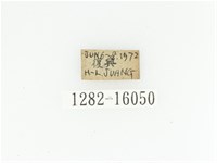 臺灣長鬚金龜藏品圖，第2張