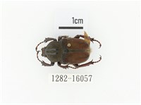 臺灣角金龜藏品圖，第1張