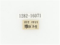 橙斑花金龜藏品圖，第2張