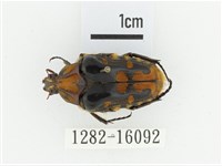 臺灣瘦花金龜藏品圖，第1張