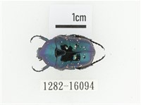 藍艷白點花金龜藏品圖，第1張