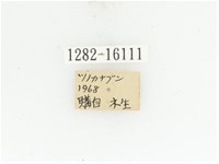 臺灣扇角金龜藏品圖，第2張