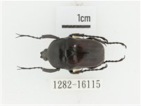 曹德褐騷金龜藏品圖，第1張