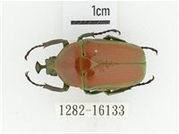 臺灣扇角金龜藏品圖，第1張