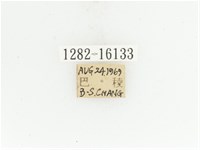 臺灣扇角金龜藏品圖，第2張