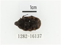 橙斑花金龜藏品圖，第1張
