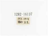 橙斑花金龜藏品圖，第2張