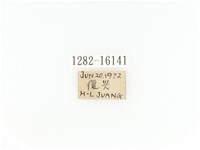 臺灣角金龜藏品圖，第2張