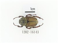 臺灣角金龜藏品圖，第1張