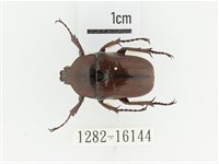 曹德褐騷金龜藏品圖，第1張