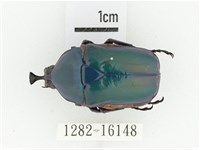 臺灣扇角金龜藏品圖，第1張