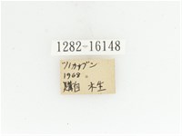 臺灣扇角金龜藏品圖，第2張