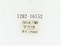 絨毛陷紋金龜藏品圖，第2張