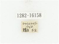 曹德褐騷金龜藏品圖，第2張