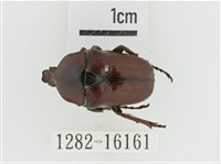 曹德褐騷金龜藏品圖，第1張