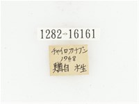 曹德褐騷金龜藏品圖，第2張