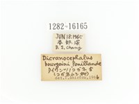 臺灣角金龜藏品圖，第2張