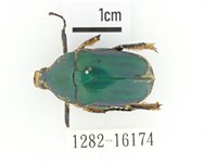 細腳騷金龜藏品圖，第1張