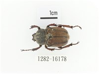 臺灣角金龜藏品圖，第1張