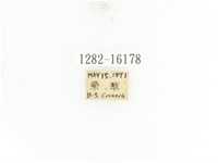 臺灣角金龜藏品圖，第2張