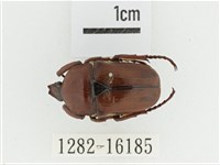 曹德褐騷金龜藏品圖，第1張