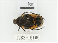 絨毛陷紋金龜藏品圖，第1張