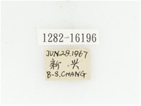 絨毛陷紋金龜藏品圖，第2張