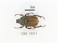 臺灣角金龜藏品圖，第1張