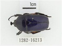 臺灣扇角金龜藏品圖，第1張